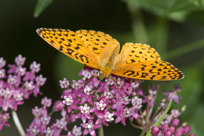 Aphrodite Fritillary _MG_6017.jpg