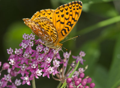 Aphrodite Fritillary _MG_6018.jpg