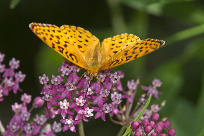 Aphrodite Fritillary _MG_6019.jpg