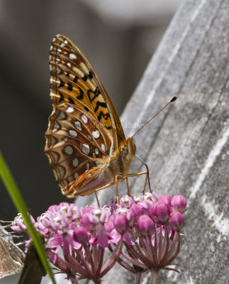 Aphrodite Fritillary _MG_6041.jpg