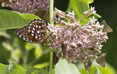 Aphrodite Fritillary _MG_7154.jpg