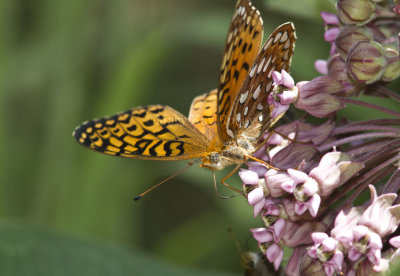 Aphrodite Fritillary _MG_7160.jpg