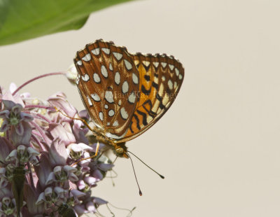 Aphrodite Fritillary _MG_7177.jpg