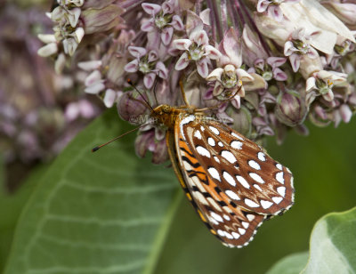 Aphrodite Fritillary _MG_7318.jpg