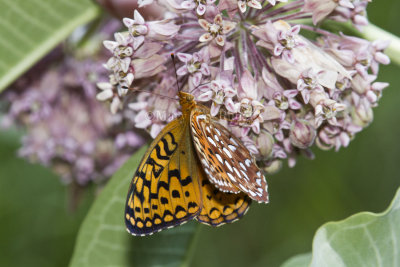 Aphrodite Fritillary _MG_7320.jpg