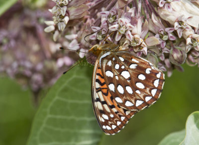 Aphrodite Fritillary _MG_7322.jpg