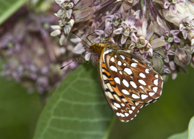 Aphrodite Fritillary _MG_7323.jpg