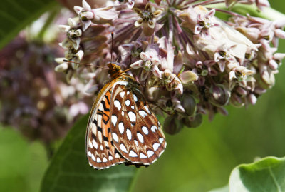 Aphrodite Fritillary _MG_7324.jpg