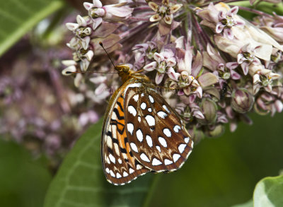 Aphrodite Fritillary _MG_7325.jpg