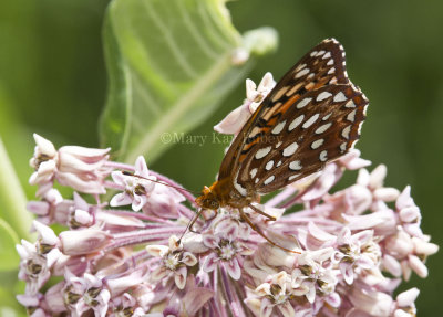 Aphrodite Fritillary _MG_7328.jpg