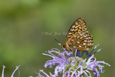  Aphrodite Fritillary _MG_0459.jpg