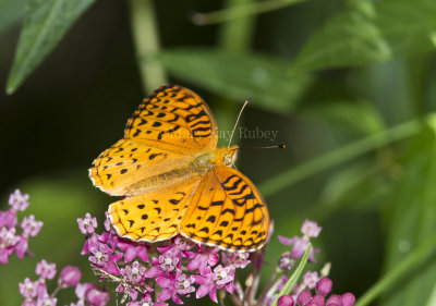 _Aphrodite Fritillary _MG_5999.jpg