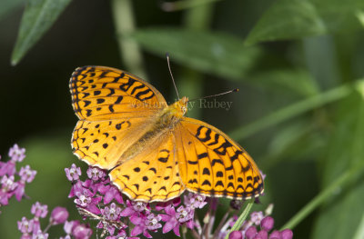 _Aphrodite Fritillary _MG_6001.jpg