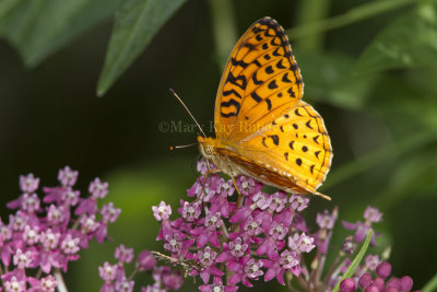 _Aphrodite Fritillary _MG_6007.jpg