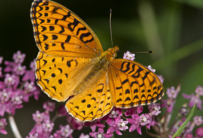 _Aphrodite Fritillary _MG_6009.jpg