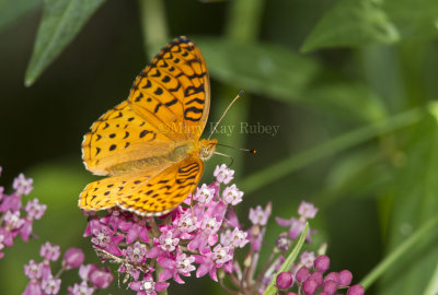 __Aphrodite Fritillary _MG_5998.jpg