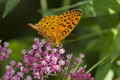 ___Aphrodite Fritillary _MG_5990.jpg