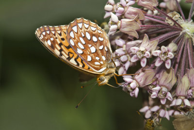 ___Aphrodite Fritillary _MG_7311.jpg