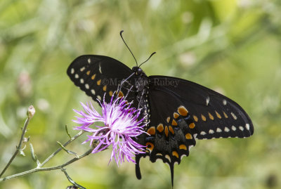 Black Swallowtail _MG_4686.jpg
