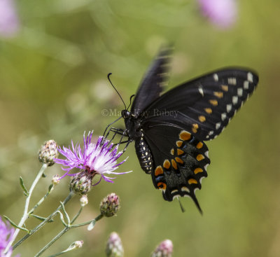 Black Swallowtail _MG_4705.jpg