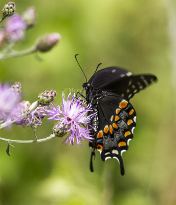 Black Swallowtail _MG_4723.jpg