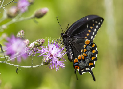 Black Swallowtail _MG_4725.jpg