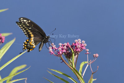 Black Swallowtail _MG_5342.jpg