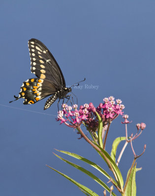 Black Swallowtail _MG_5345.jpg