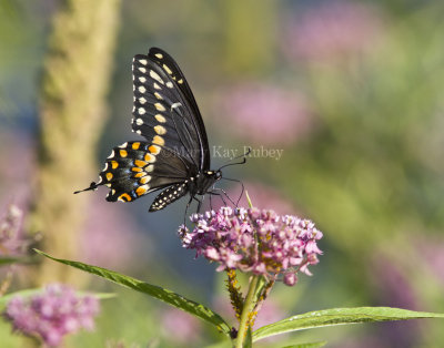 Black Swallowtail _MG_5399.jpg