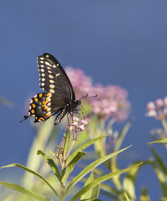 Black Swallowtail _MG_5413.jpg