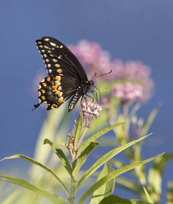 Black Swallowtail _MG_5416.jpg