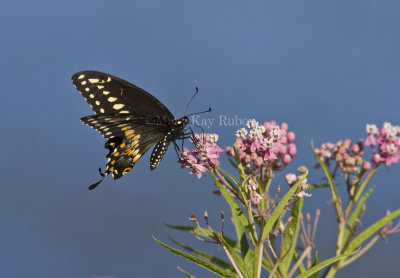 Black Swallowtail _MG_5449.jpg