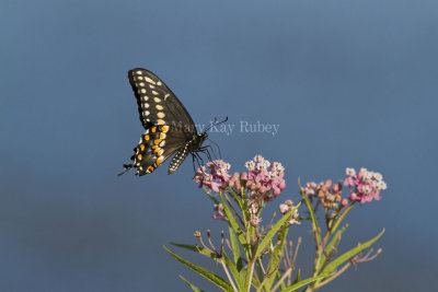 Black Swallowtail _MG_5457.jpg