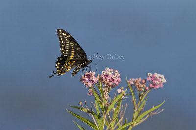 Black Swallowtail _MG_5459.jpg