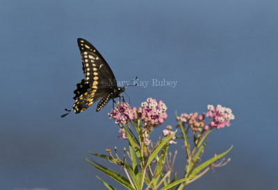 Black Swallowtail _MG_5461.jpg