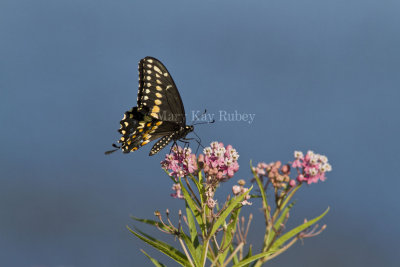 Black Swallowtail _MG_5462.jpg