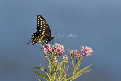 Black Swallowtail _MG_5463.jpg