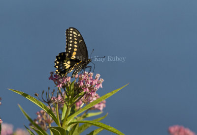Black Swallowtail _MG_5508.jpg