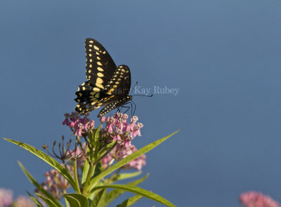 Black Swallowtail _MG_5509.jpg