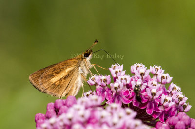 Broad-winged Skipper (Poanes viator)