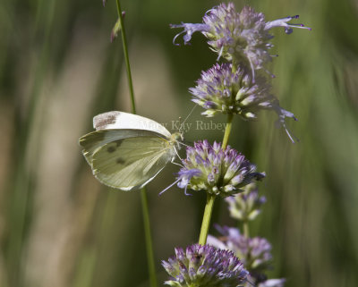 Cabbage White _MG_0895.jpg