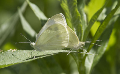 Cabbage White mating _MG_1015.jpg