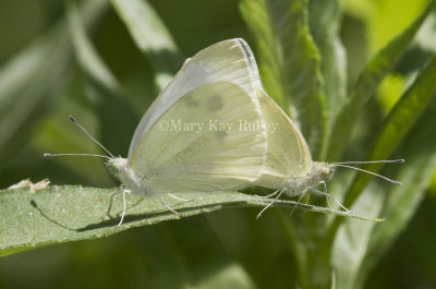 Cabbage White mating _MG_1017.jpg