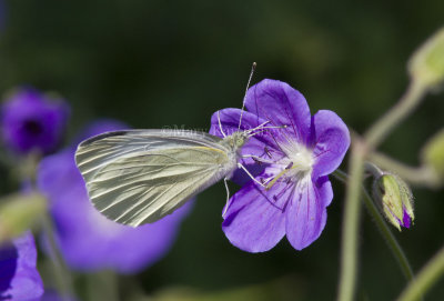 Cabbage White _MG_1677.jpg
