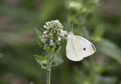 Cabbage White _MG_4723.jpg