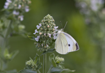 Cabbage White _MG_4725.jpg
