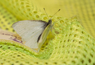 Cabbage White _MG_7911.jpg