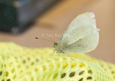 Cabbage White _MG_7923.jpg