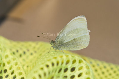 Cabbage White _MG_7926.jpg