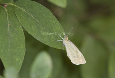 Cabbage White _MG_8155.jpg